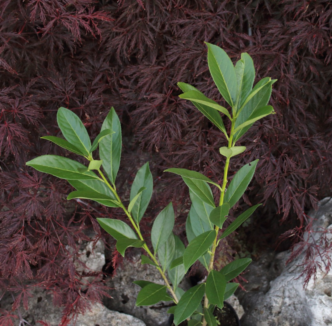 bcc10571875907c376af0f3a94f86fa8