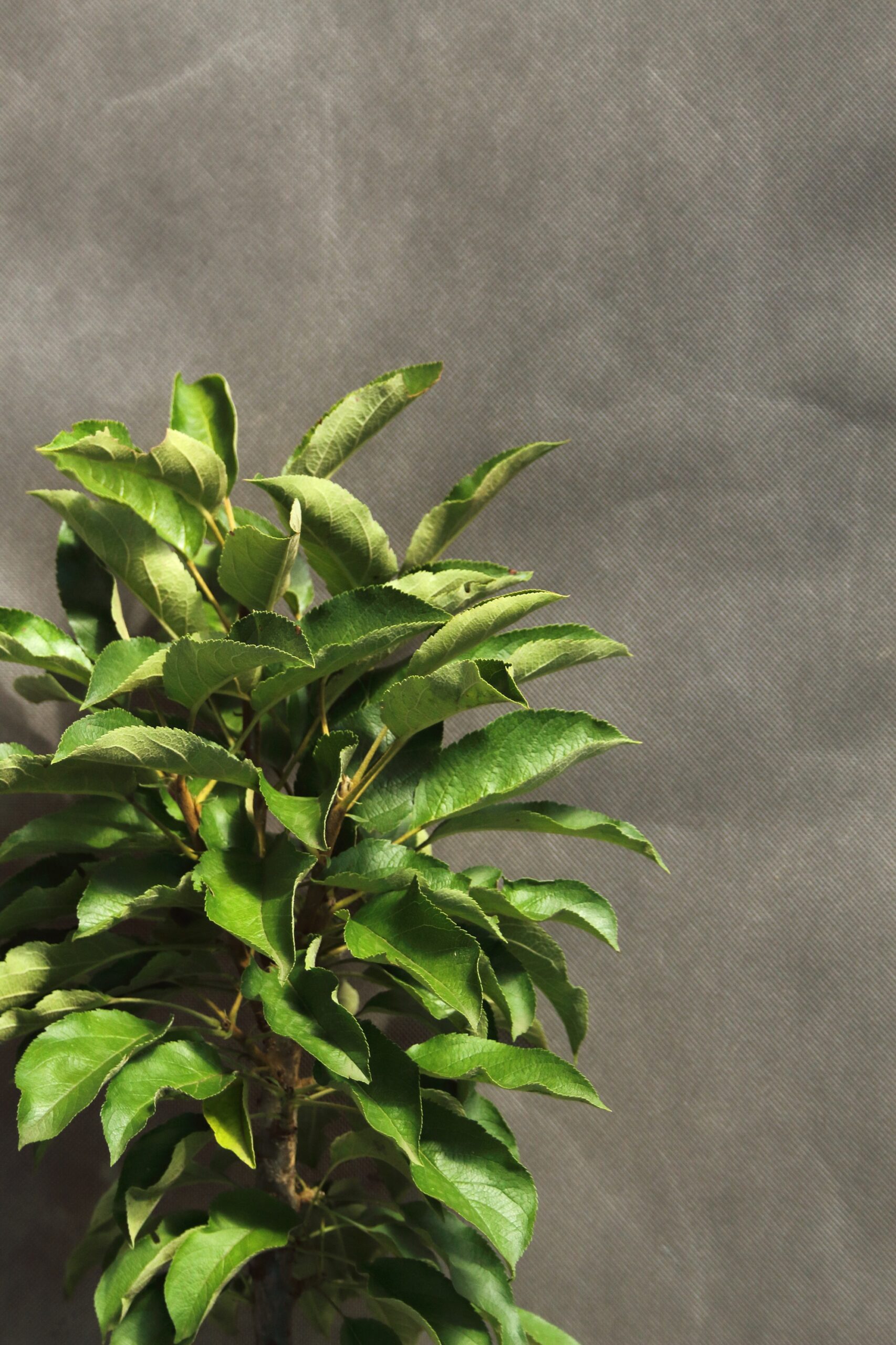 c87a3a23b544a8694ea953c27bf0a78e