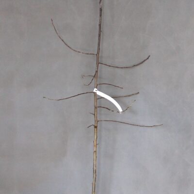 f1ee19887b88144581746e3ed8503dc8