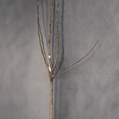 3470c87777c75bcb1e39f7ae4d3131ea