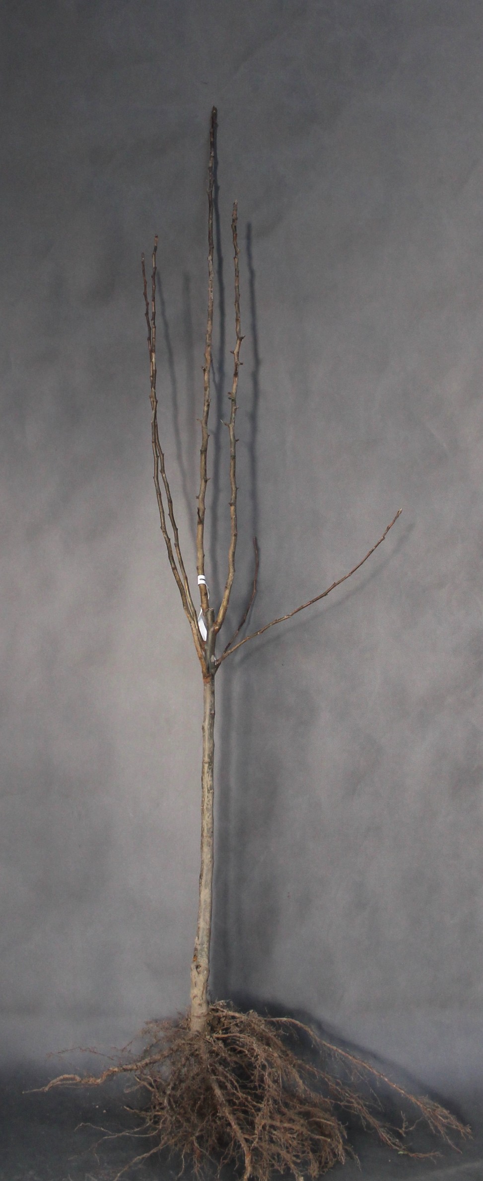 3470c87777c75bcb1e39f7ae4d3131ea