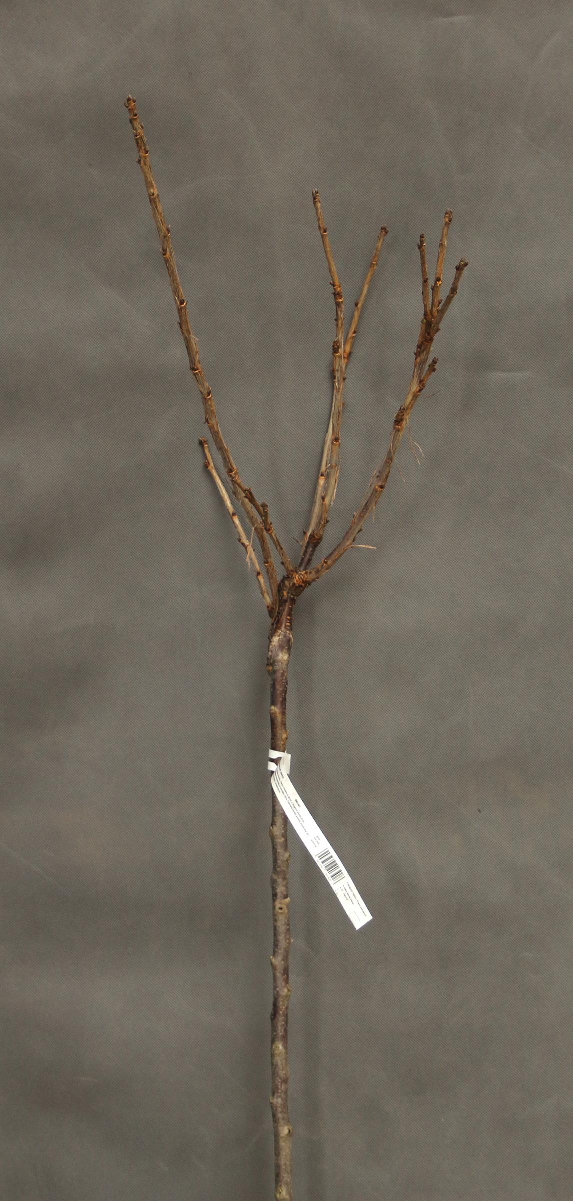 663915936c9aacd98c1c438b89915af8