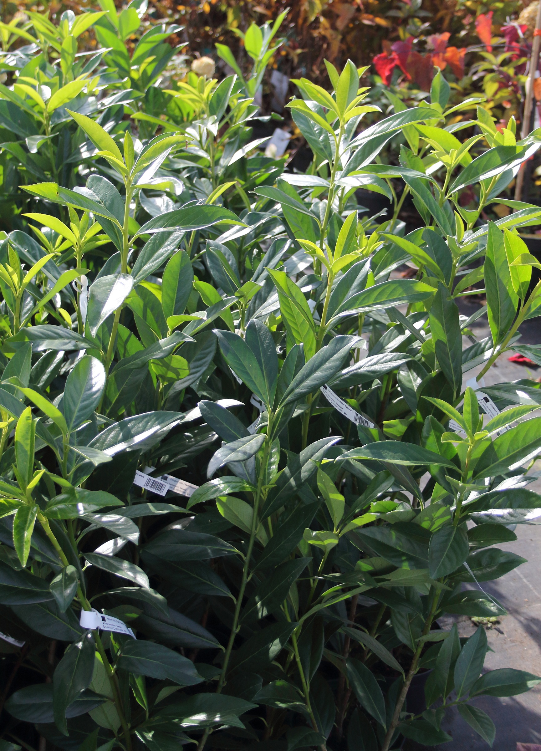 9fd6c341ef7b7a77879ffa825e65571c