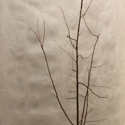 9a7a318a7d6051d7315c54c2f9d7a6f8