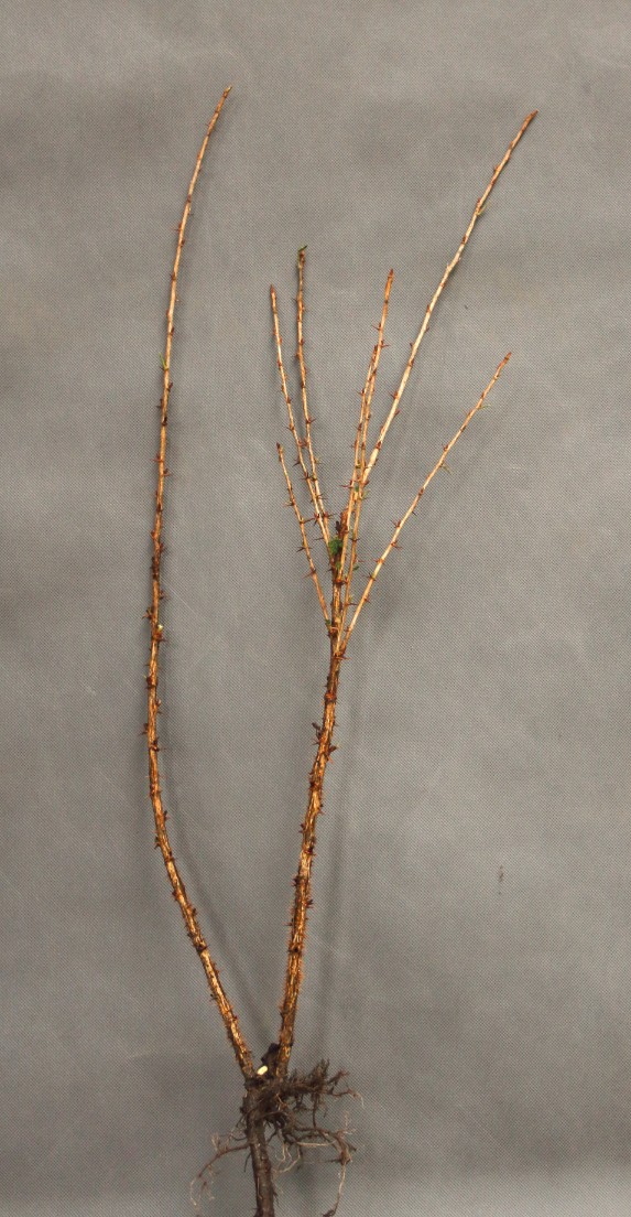 40d431c90af5f9d6945f74c5464e22de