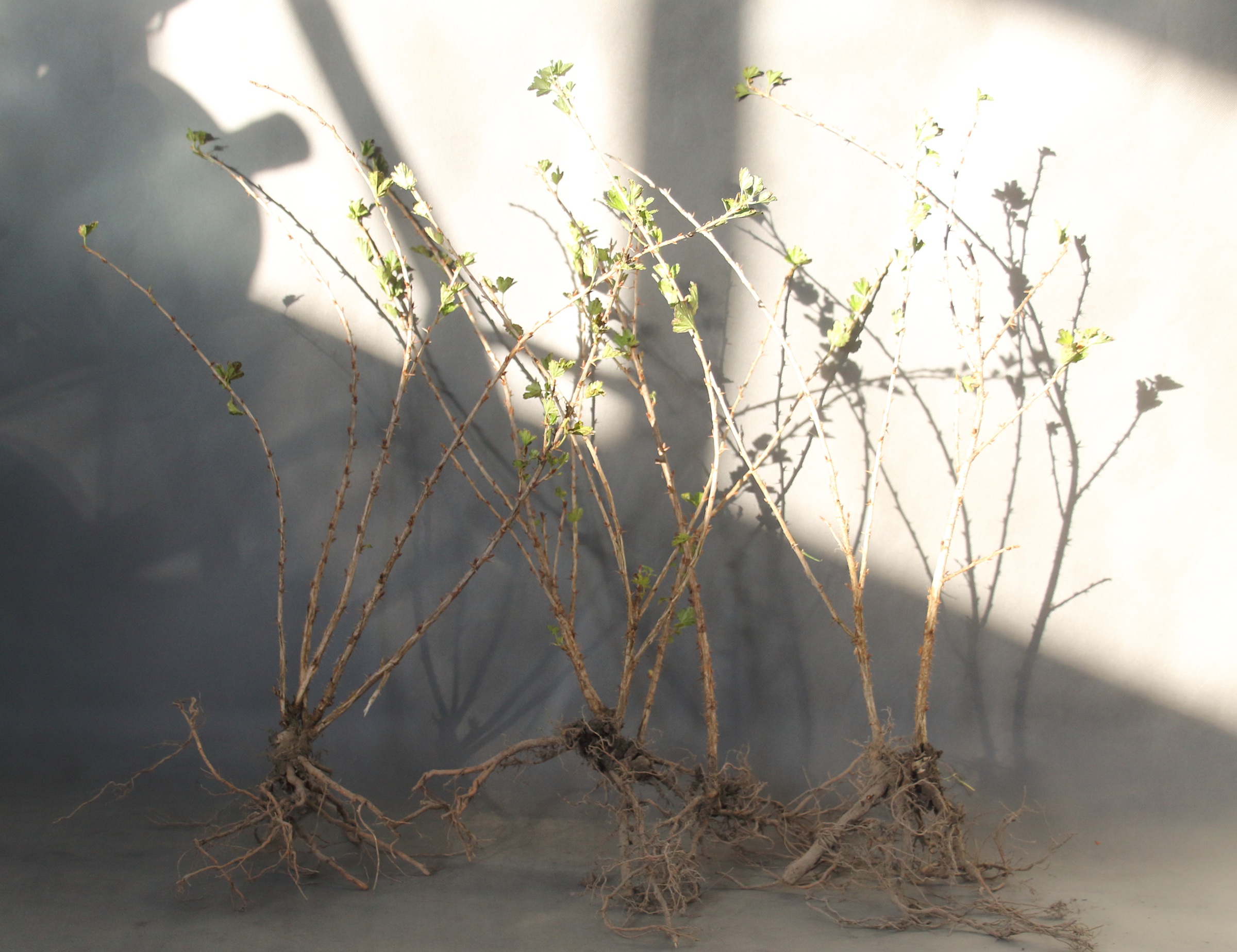 3ff55532f234e971c41e158dd39e1b2a