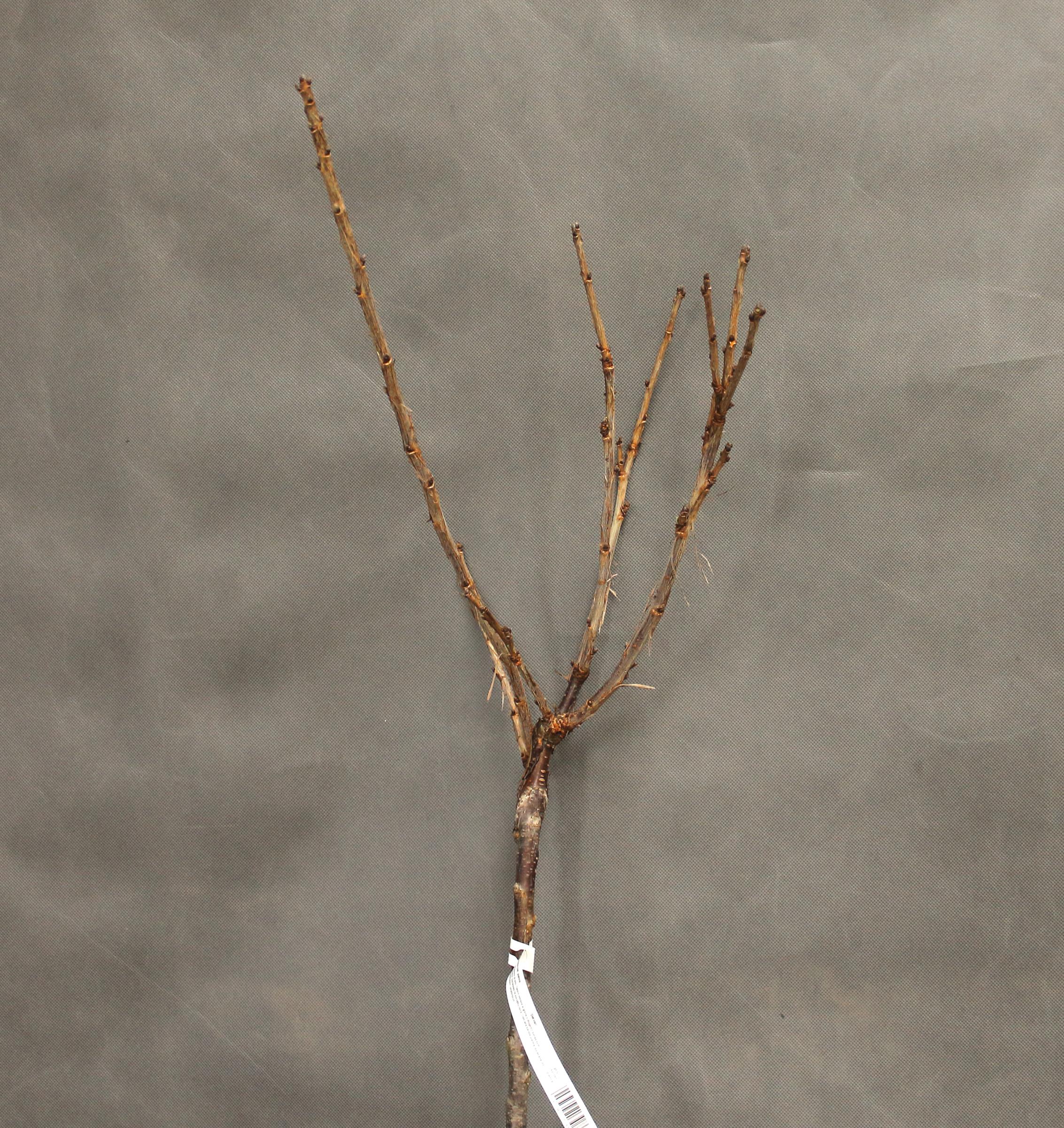 7160878551fc5280f19211f7d173c2e2