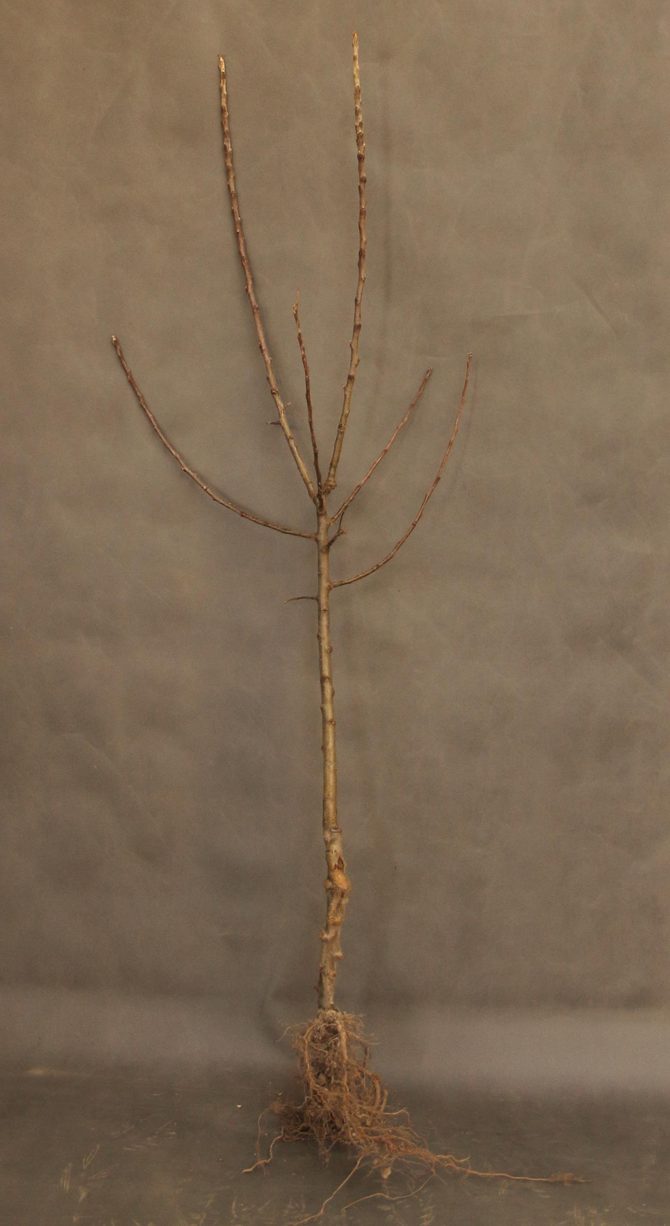 506e2acf12baf1520bd9027ba61971cd