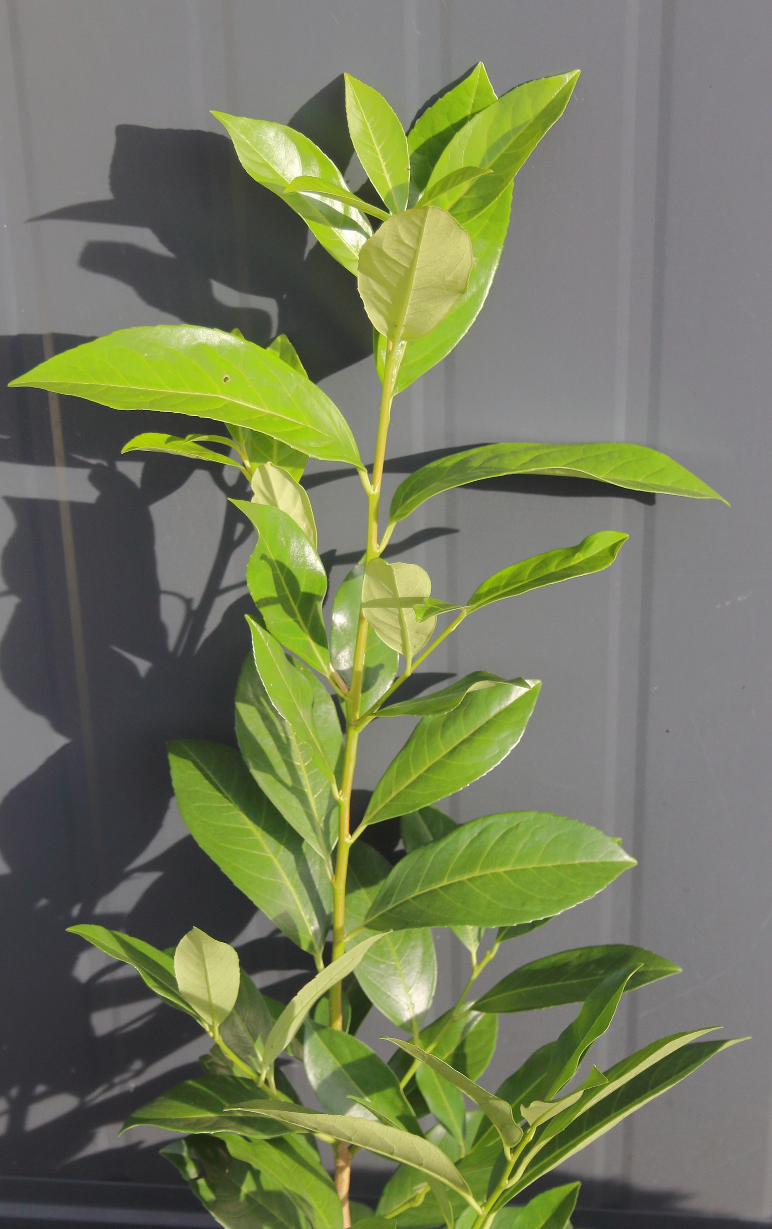 e51b5842421604f6d1c74a0fca5a9eae