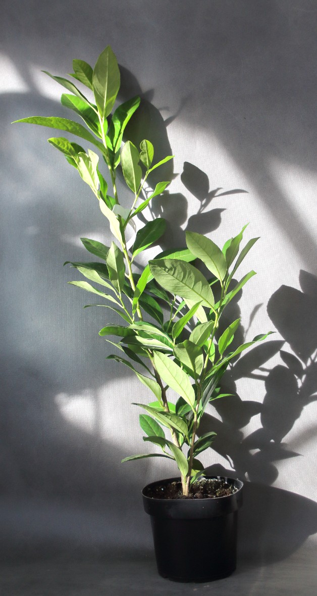 5ad3794ae3dea9a937cbf5176109bc7a