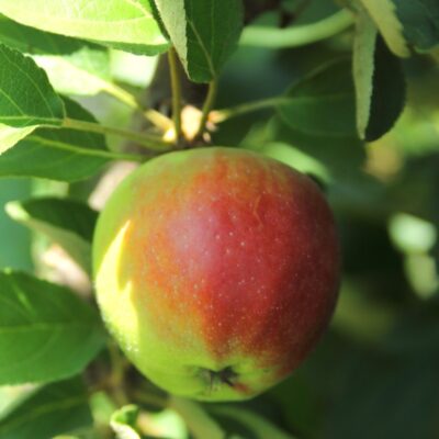 1e893925044191ce3077f78022d36f71