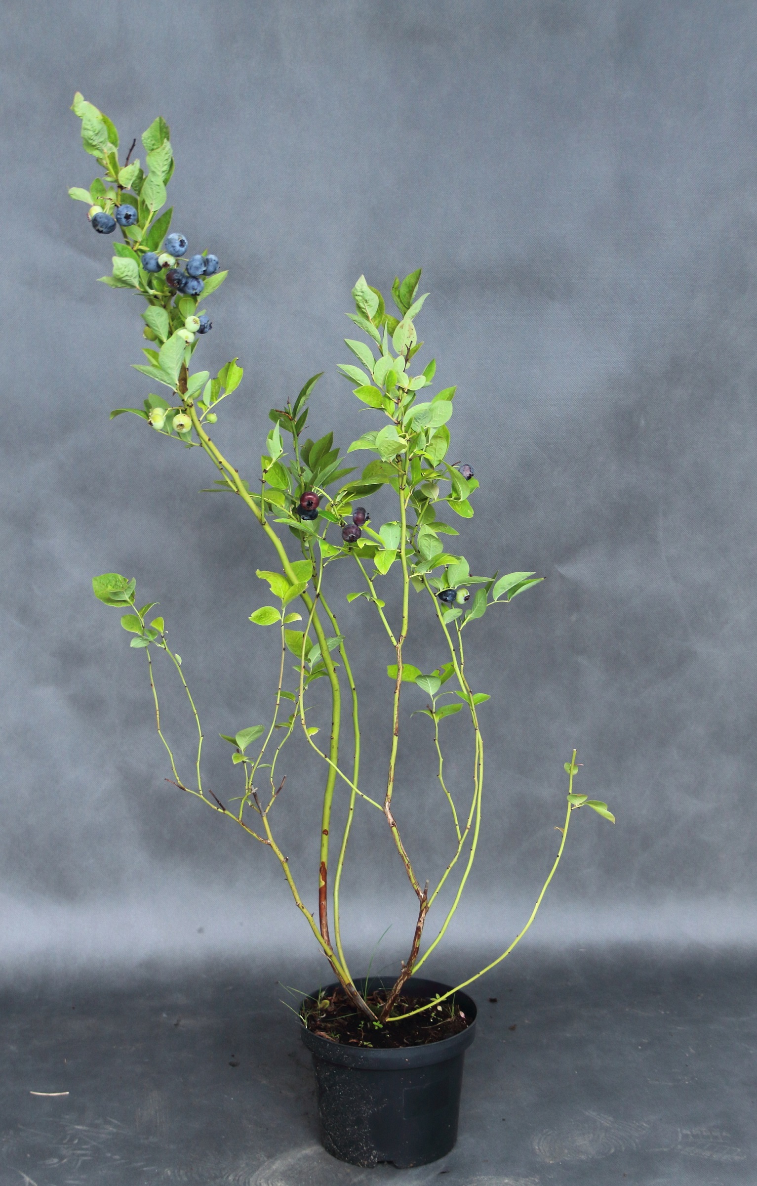 47e61080a00cefc1aba59acb50dadc83