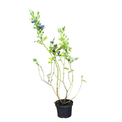 5ac12c68ef119e58d268e4288252a319