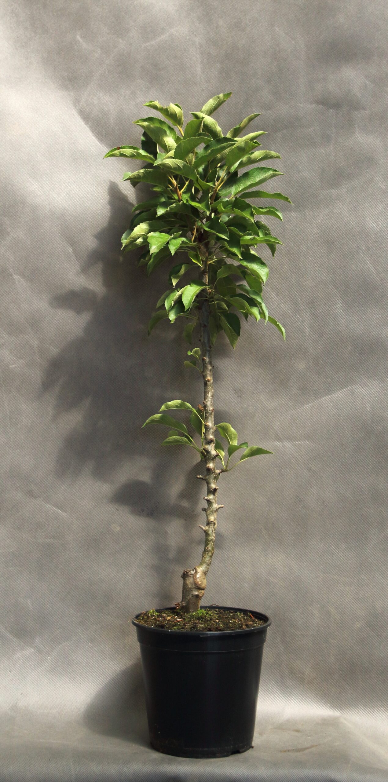 cb64fa0bfa412195ced1dd5d10a54640