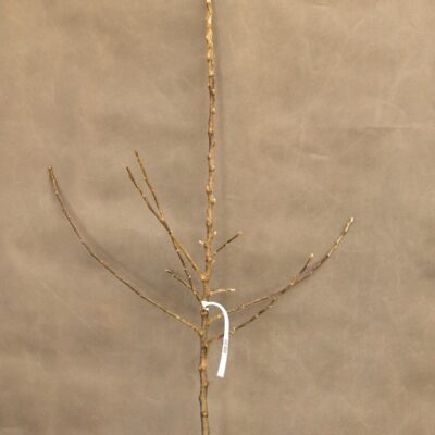 15a03d47bef6808ceeb7cf87f45cf33a