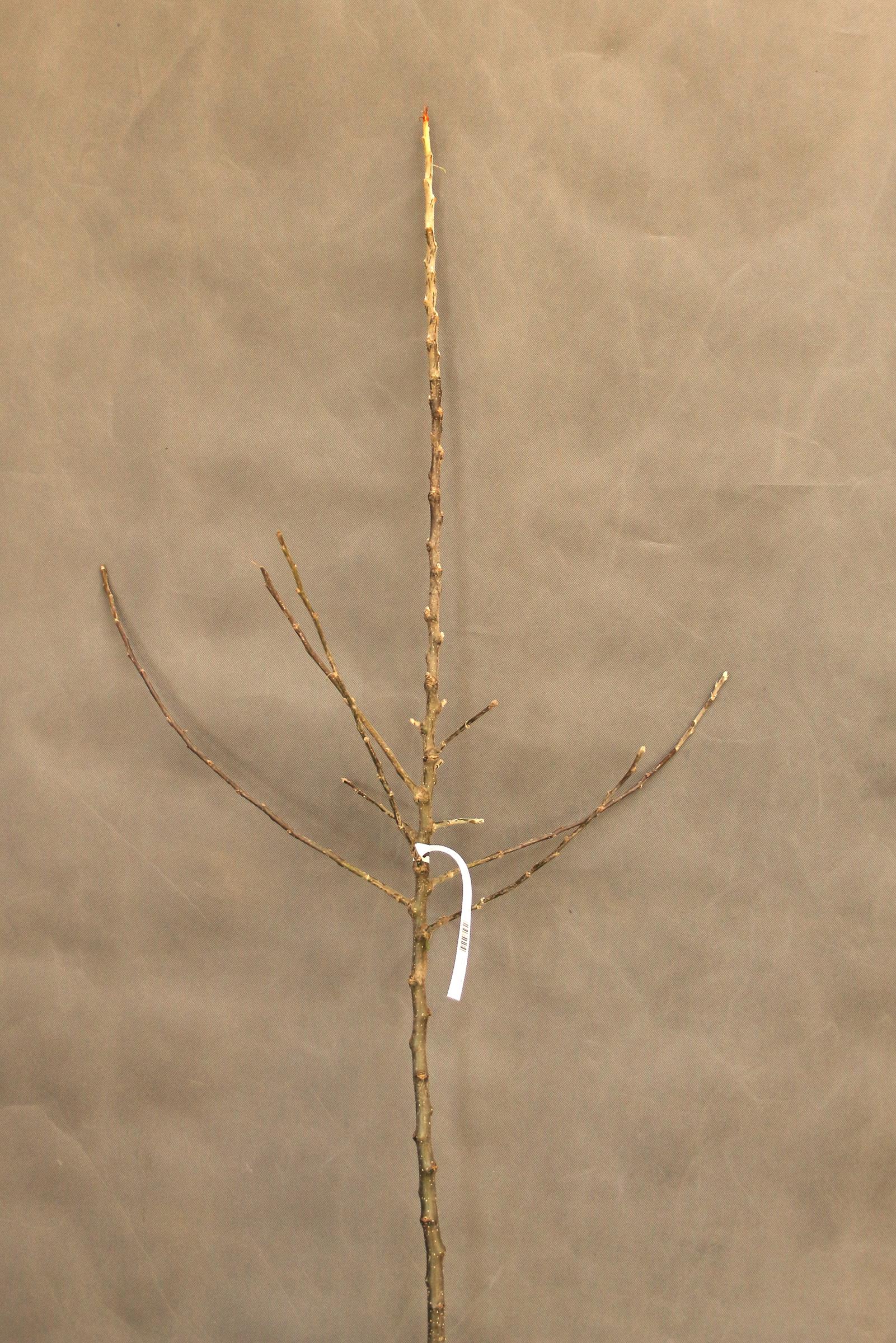 15a03d47bef6808ceeb7cf87f45cf33a