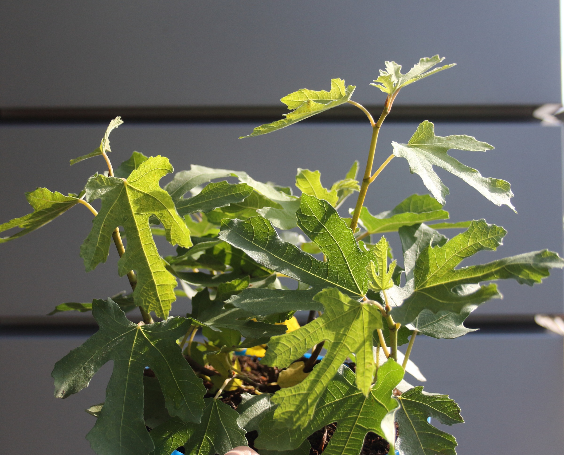 3d5ab1c94d17ee41892f11e4a731da9d