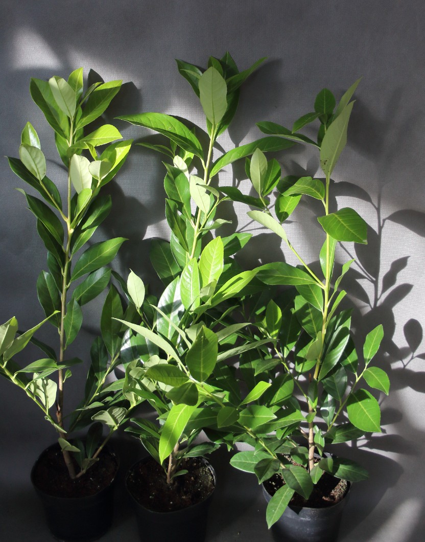 c312736216128b83e19571ab382d0dd7