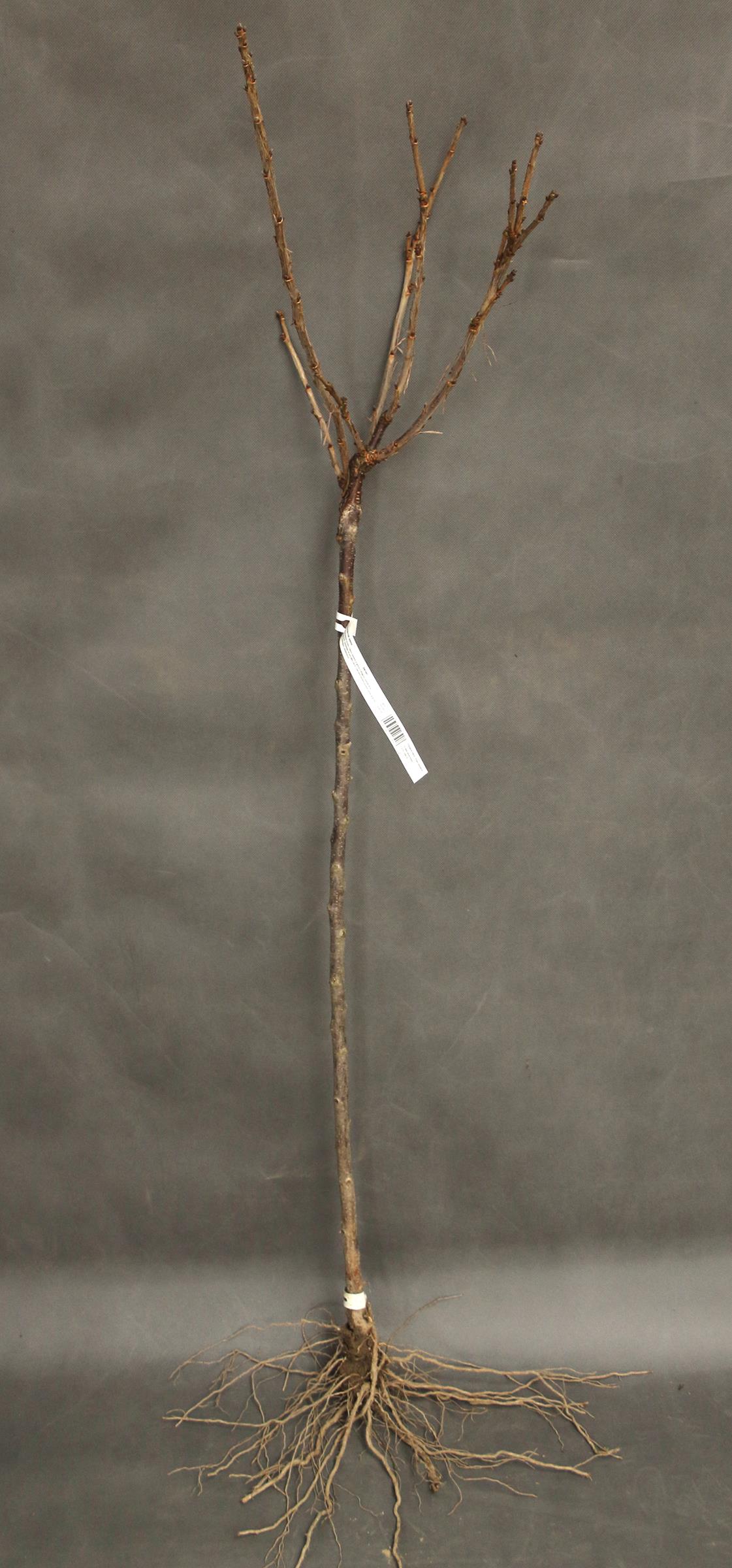 201e9b2c974fe904d0b817da37a25bf5