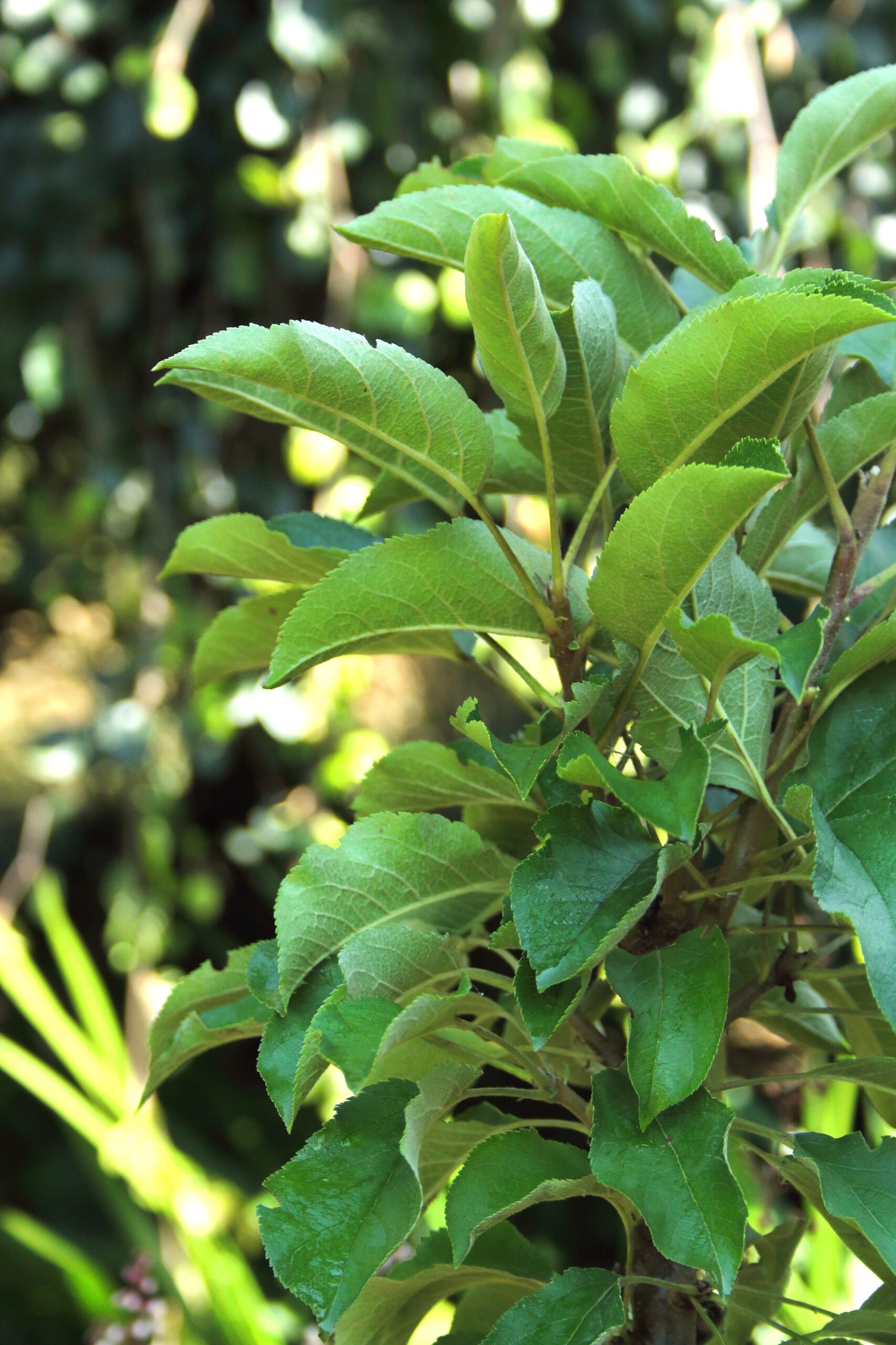 1cb07c2dacf871d3fcb588e7e81cb517