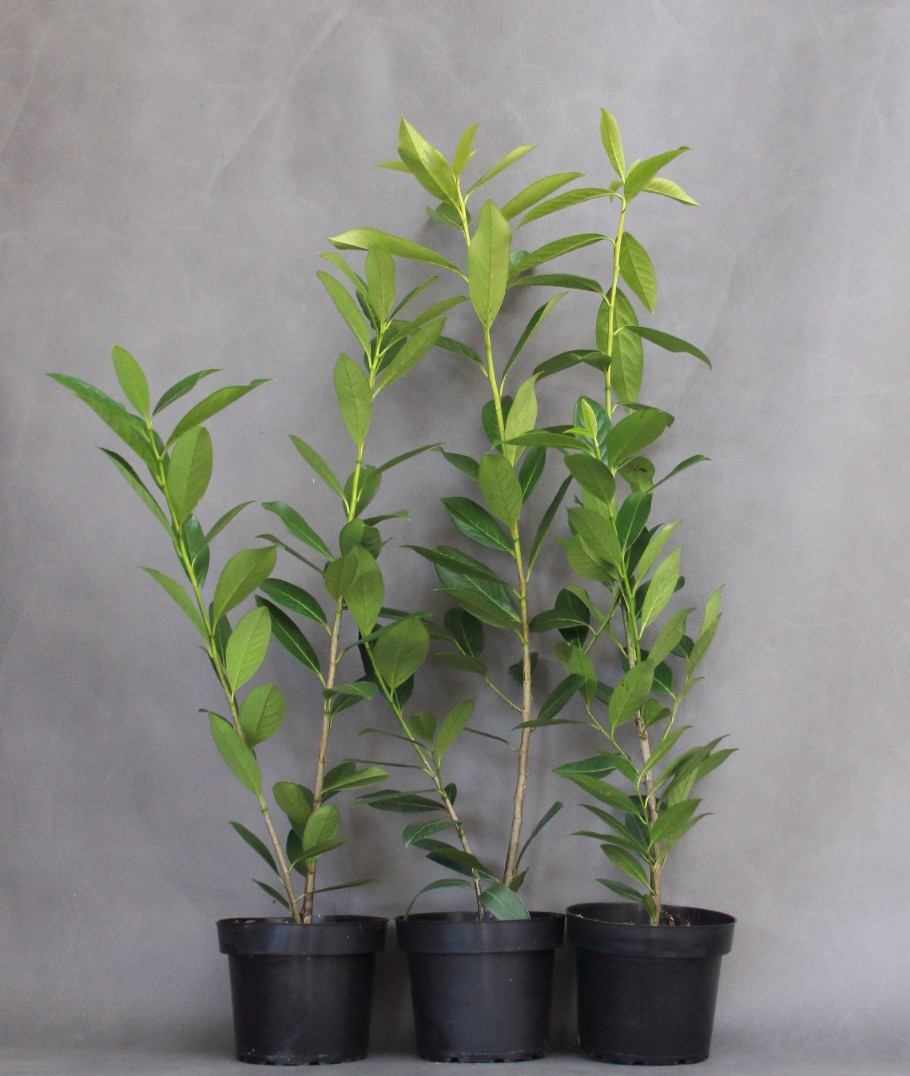 d2c1f56b45167dbf2909ca0d3d9a2017