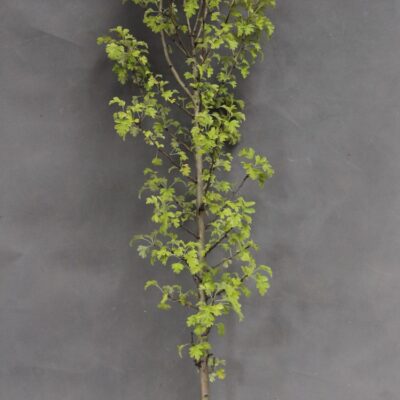 201ce6a6b1066beba6a5cf68243a5f71