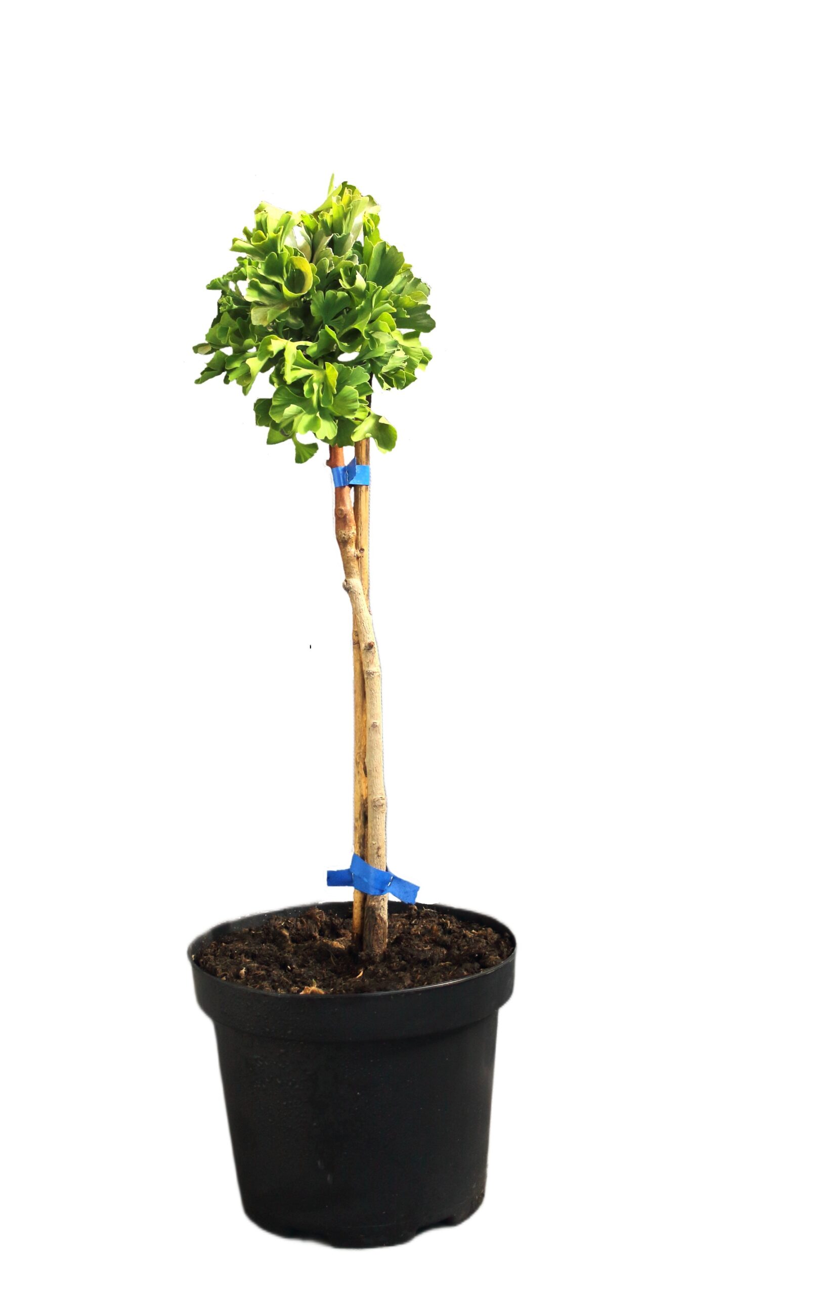 3cc2d4a64f948616ea510b2ef34af946