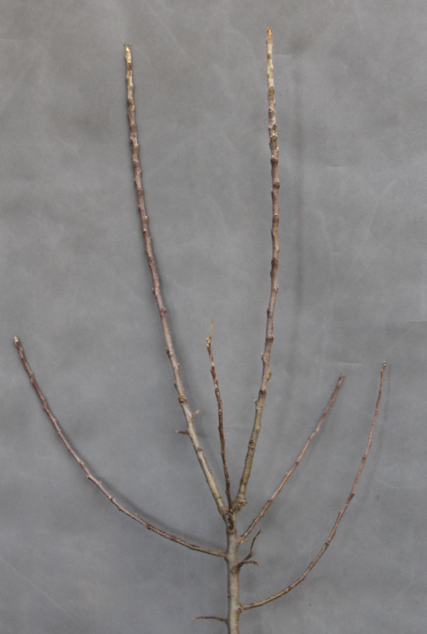 dc7d9abe02b54003df035ae0be76564d