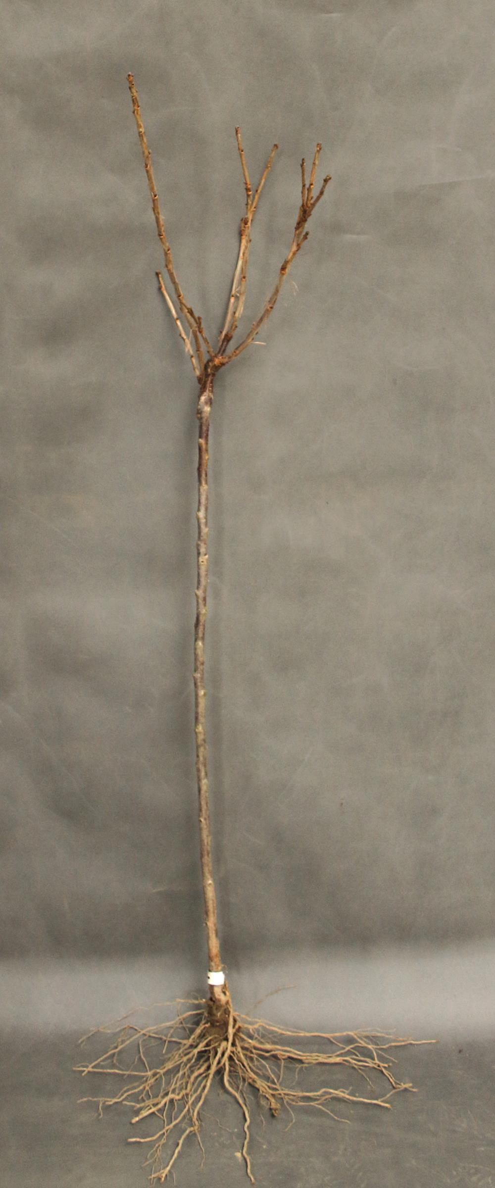 81022e477f7e1f3415d9aa63b9b67cd6