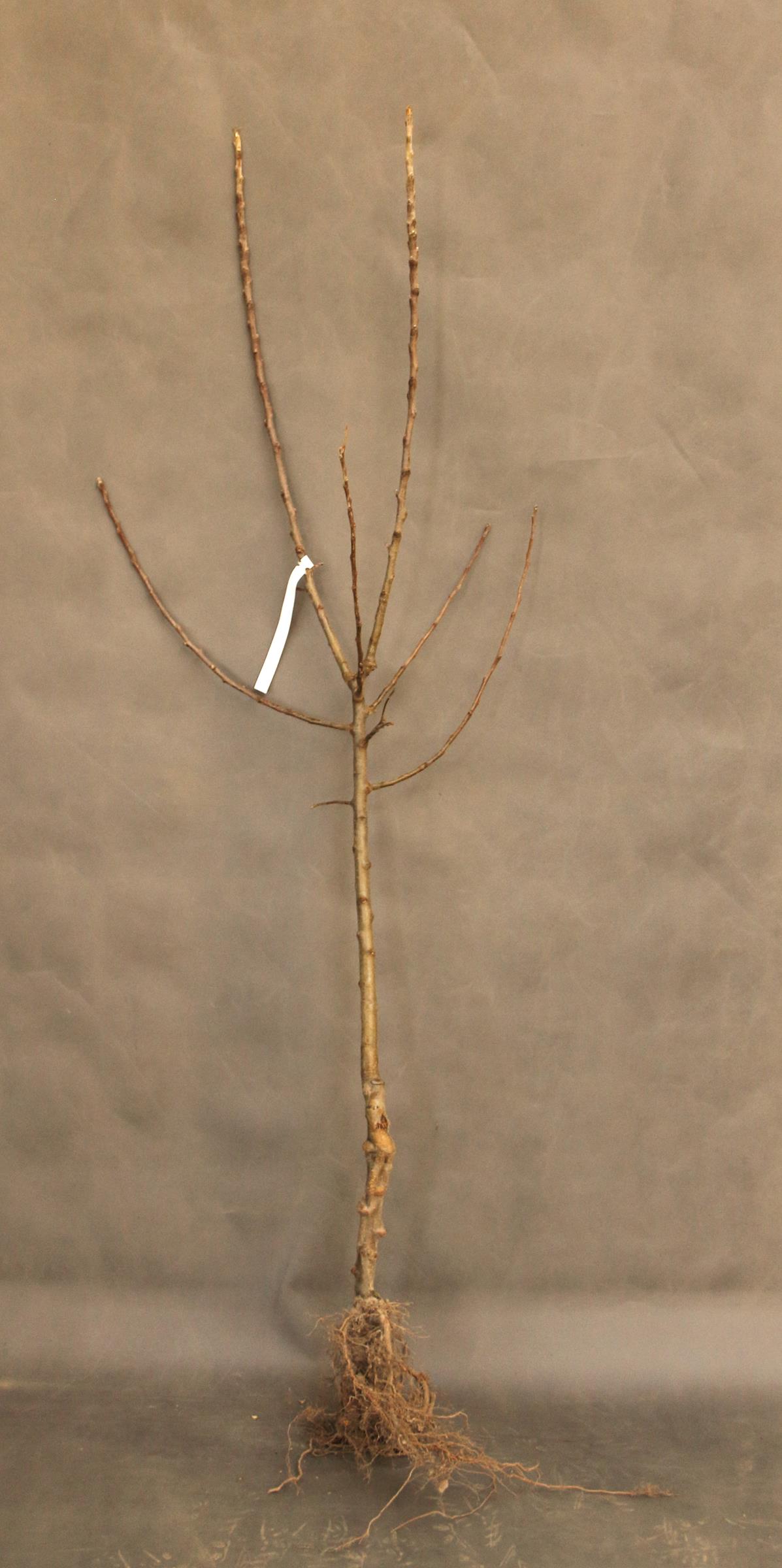 cc4d0eb1ec1de33f549d57a95a9f2c37