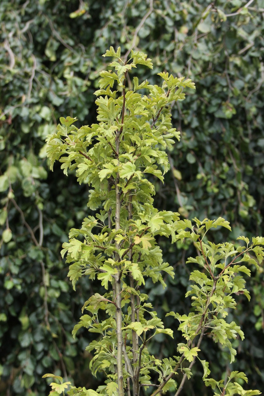 52bf666238ecd45d0df600a613e2169a