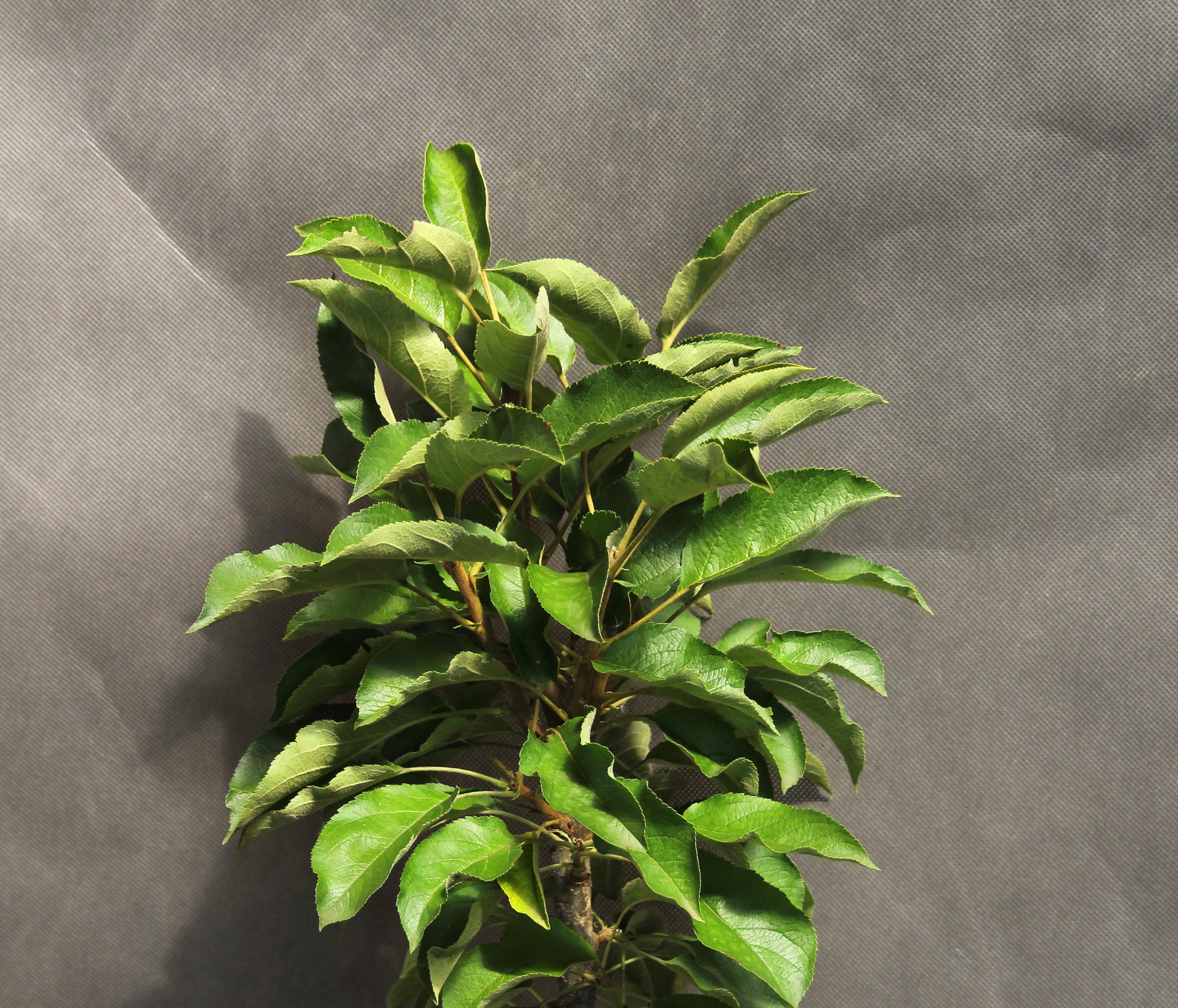 678401856ab23a095fabe9ceb7d92303