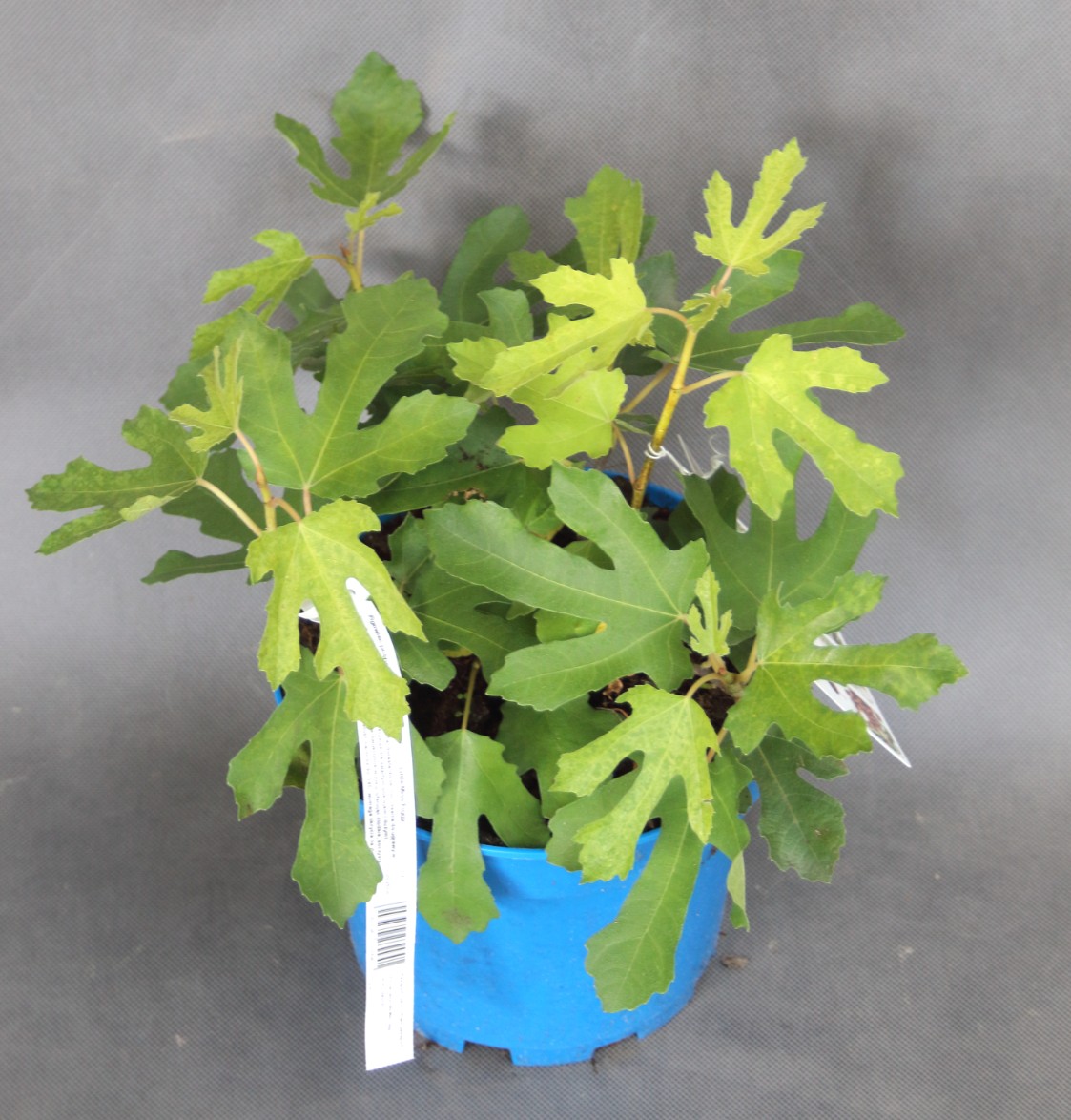 e62f6747f3756b95b936e0218f9001ef