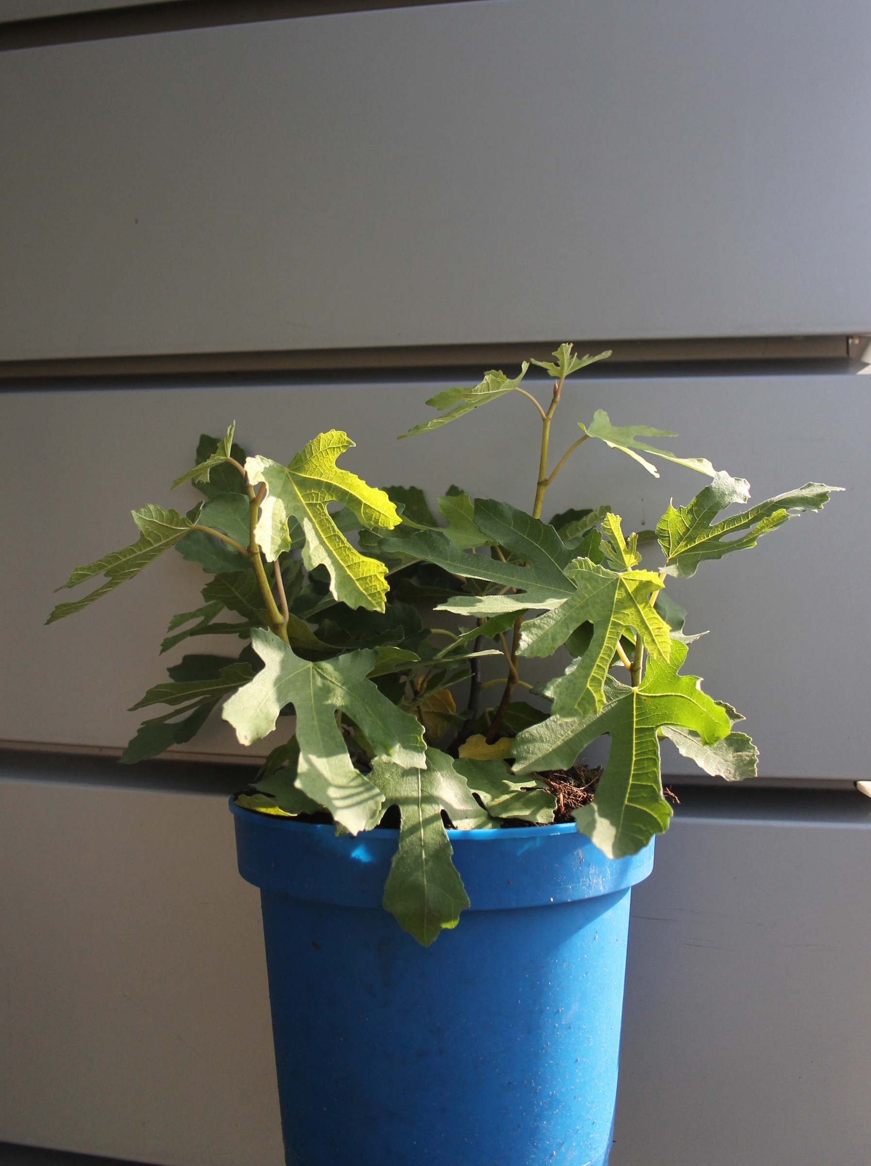 0bce650ecde2321b55c4cc38f952d564