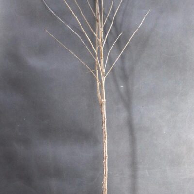 fa4afc9de8a5e64470ad88645c75a996