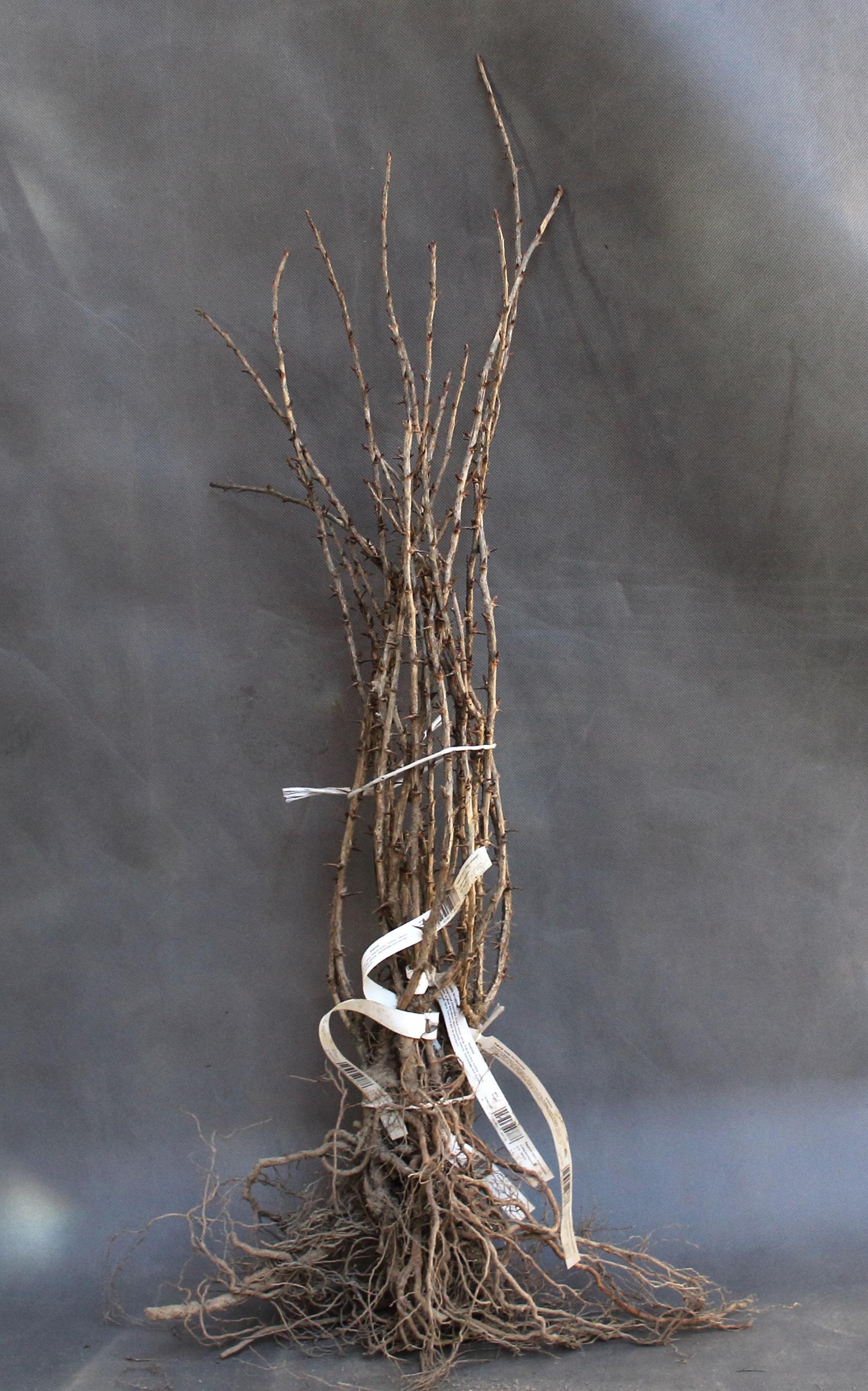 3e5c508c29fadb8059efb401ec8dd589