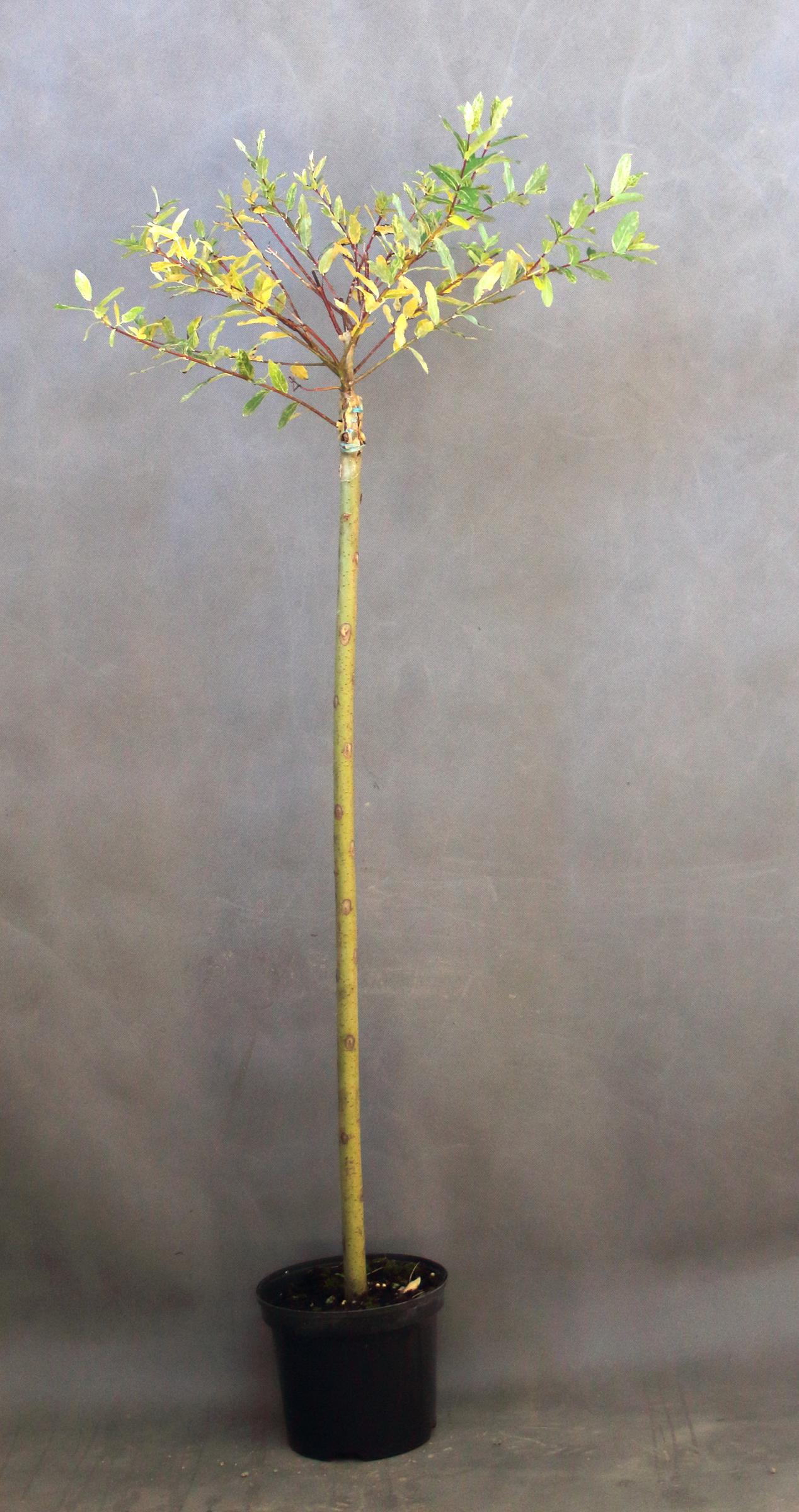 332cae8d688a90521fd9320b7bd0c0dd