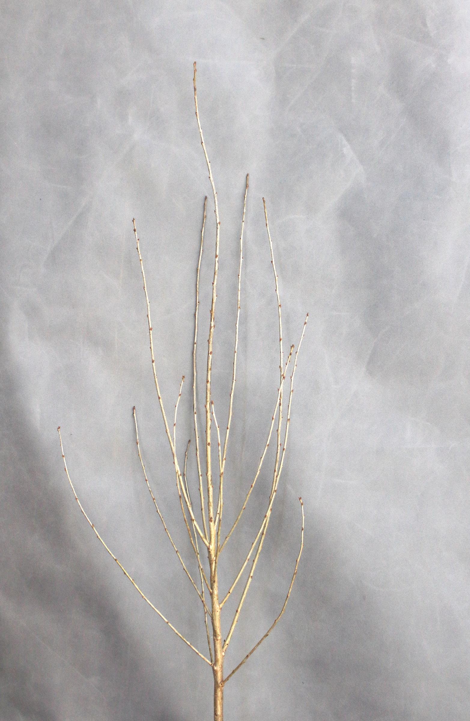 dfa62397fc86cf8331f5f88e2e471af4