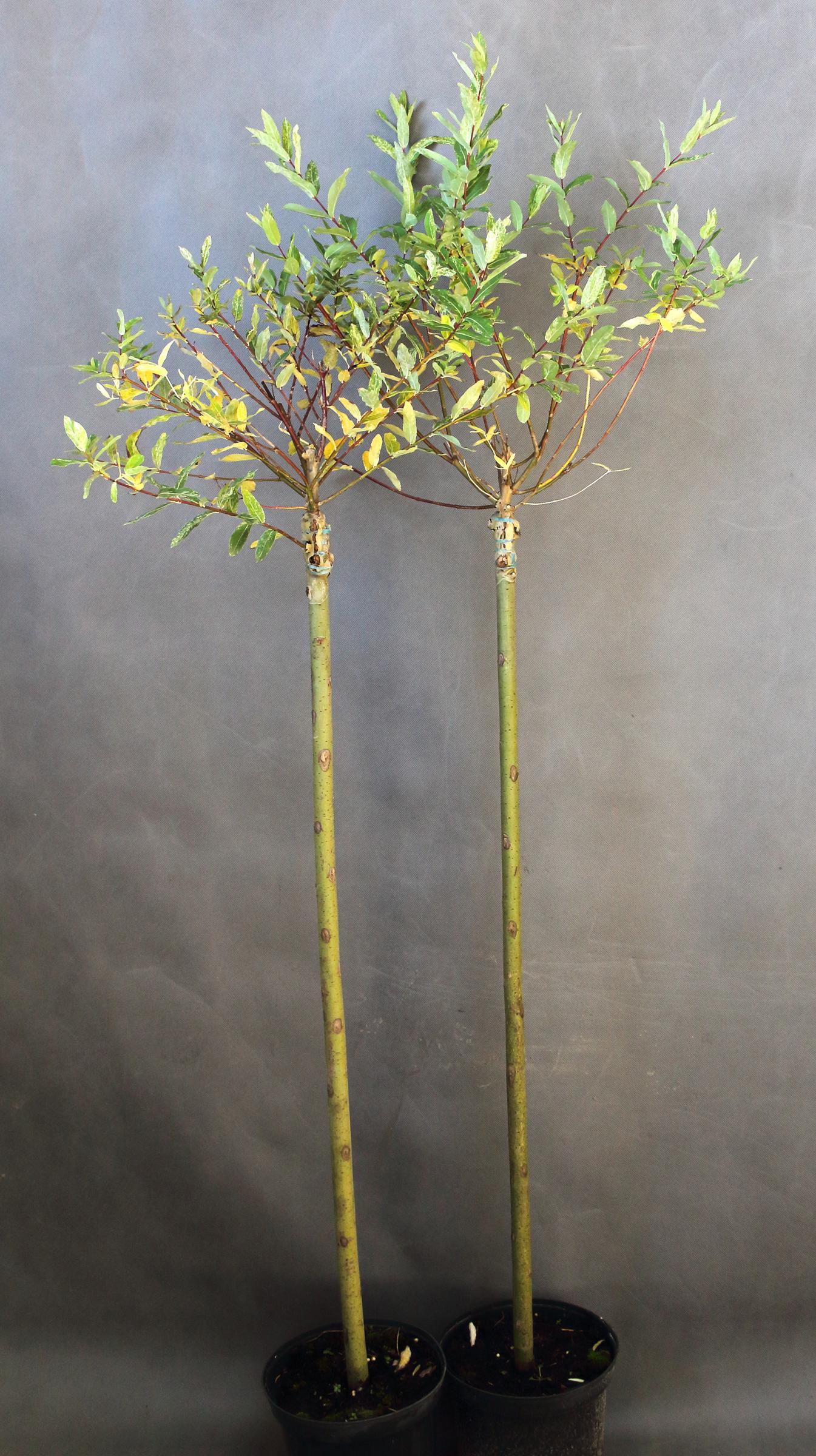 346d4404b2065d94332d8626b3df1c44