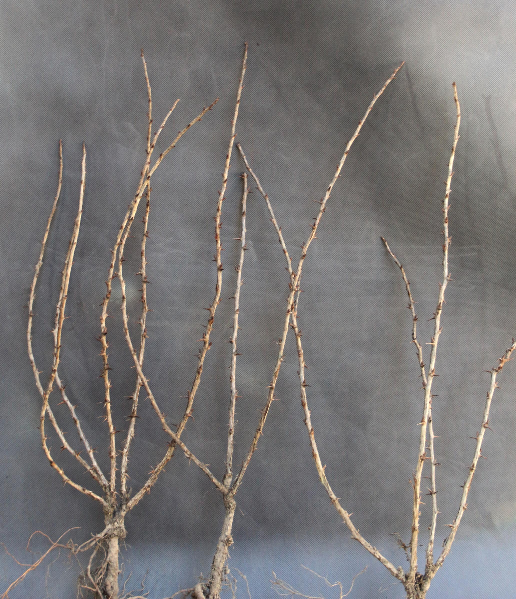 947710158bb7bccd761c894cad237e30