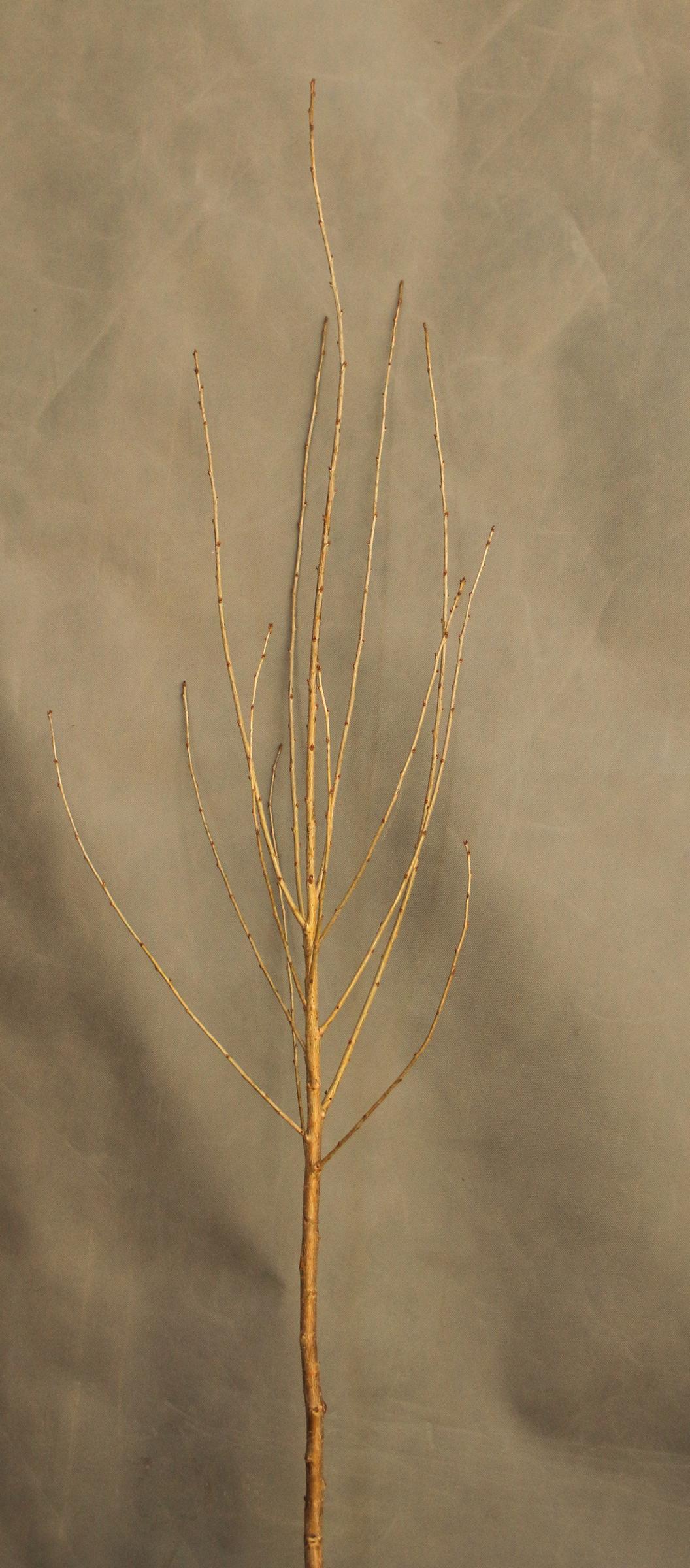 ff68f9517f3dfb30f1341a7f9d74b0e1