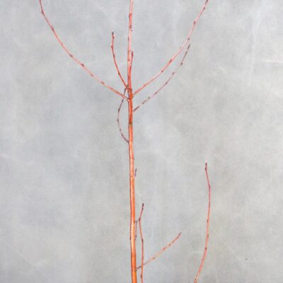 8a90d78316afb551691b8f18b527c022