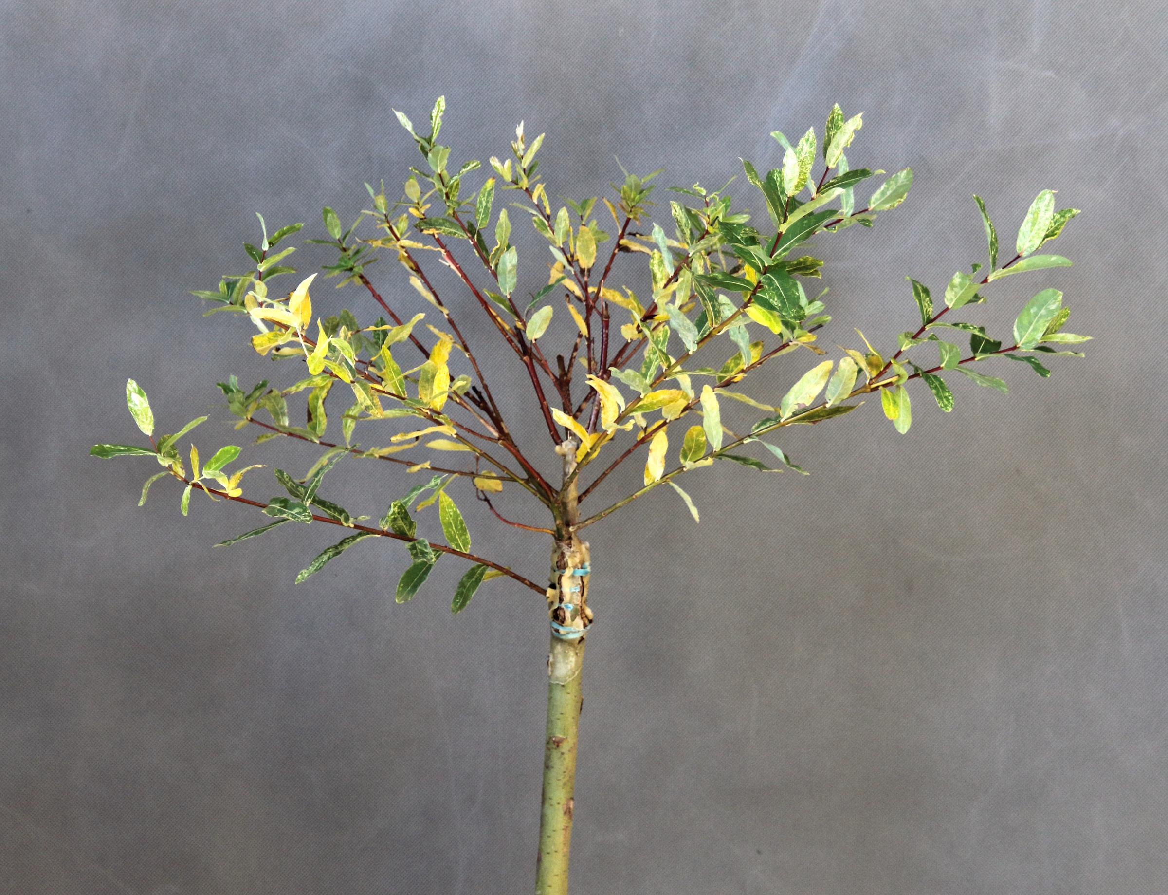 5776ee65968a366abc50db3b087e801f