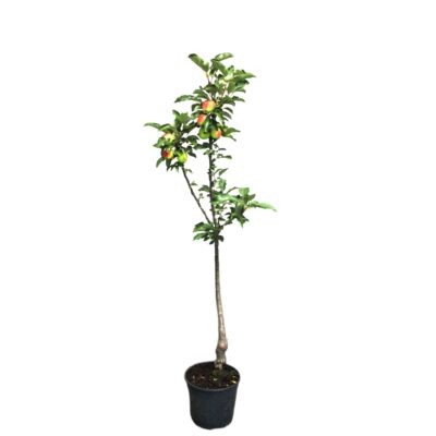 c665b1a846f0255af56bcff6f5f11e22