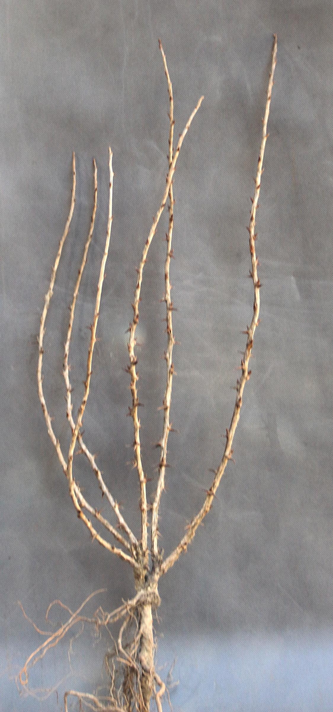 a190ed9d270c3f14cb49013b13450731