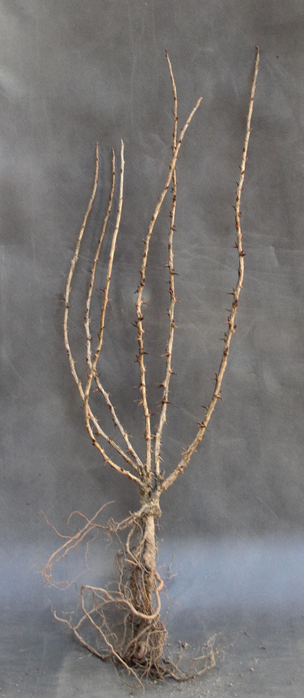 c3b4de427e661f334843e8ef94fd04c8