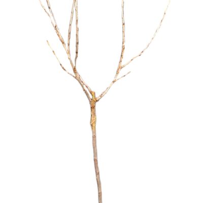 60aa20ea90c8bccbefa6bef56b3befcf