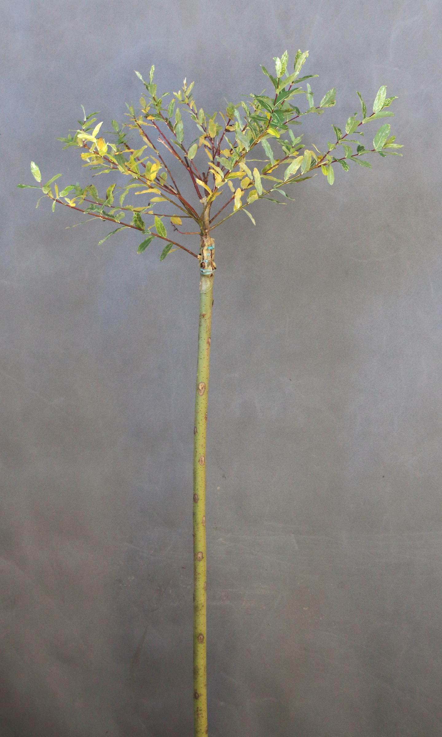 319a9d97245425bc10aebbaa6f205624