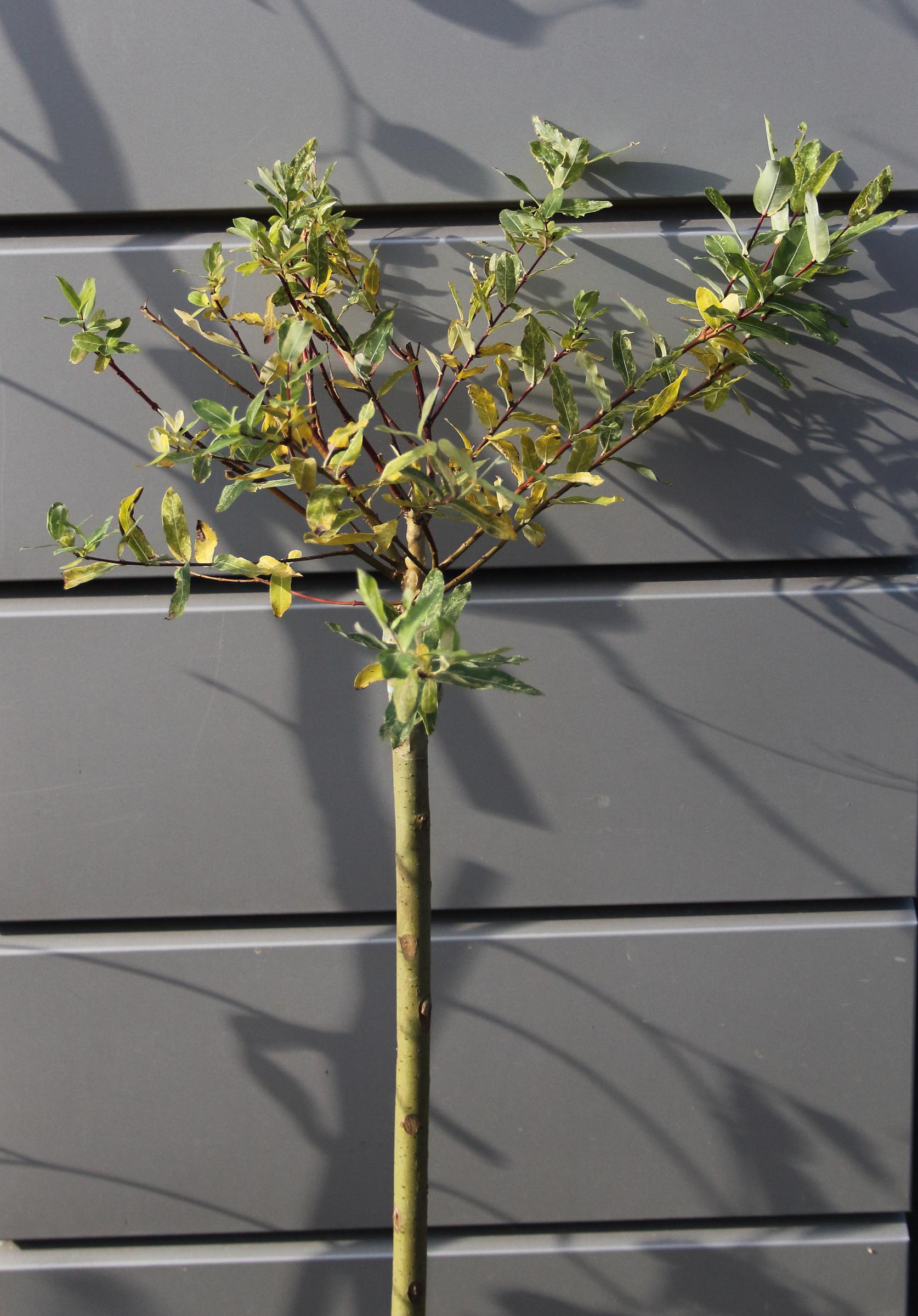 250fa22e1633d3e5717db16475fc0158