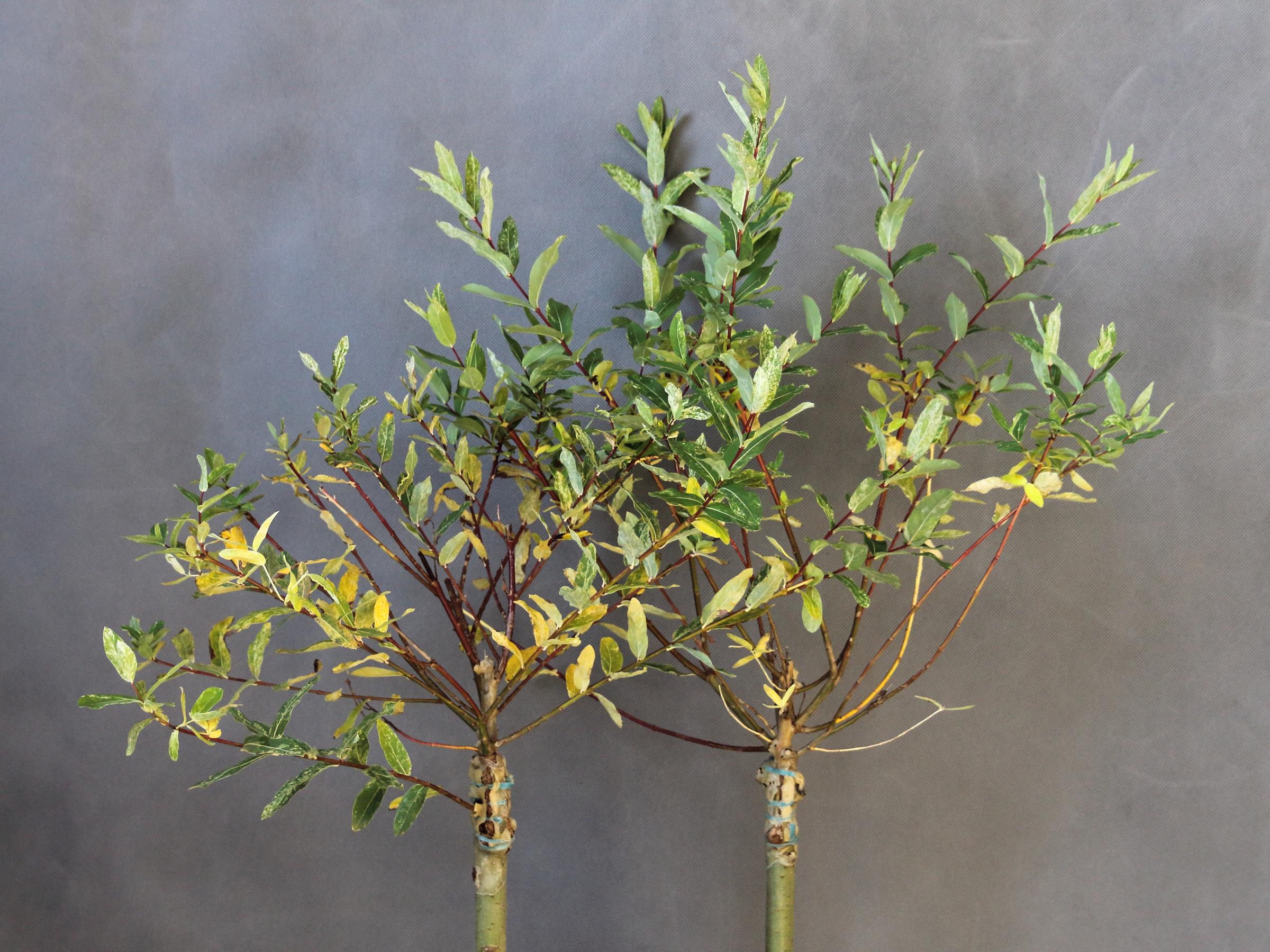 6d7a2e624d4f812fa20d10145ef6e654